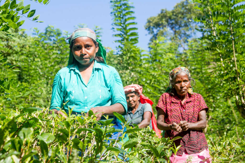 Rosyth Tea Community