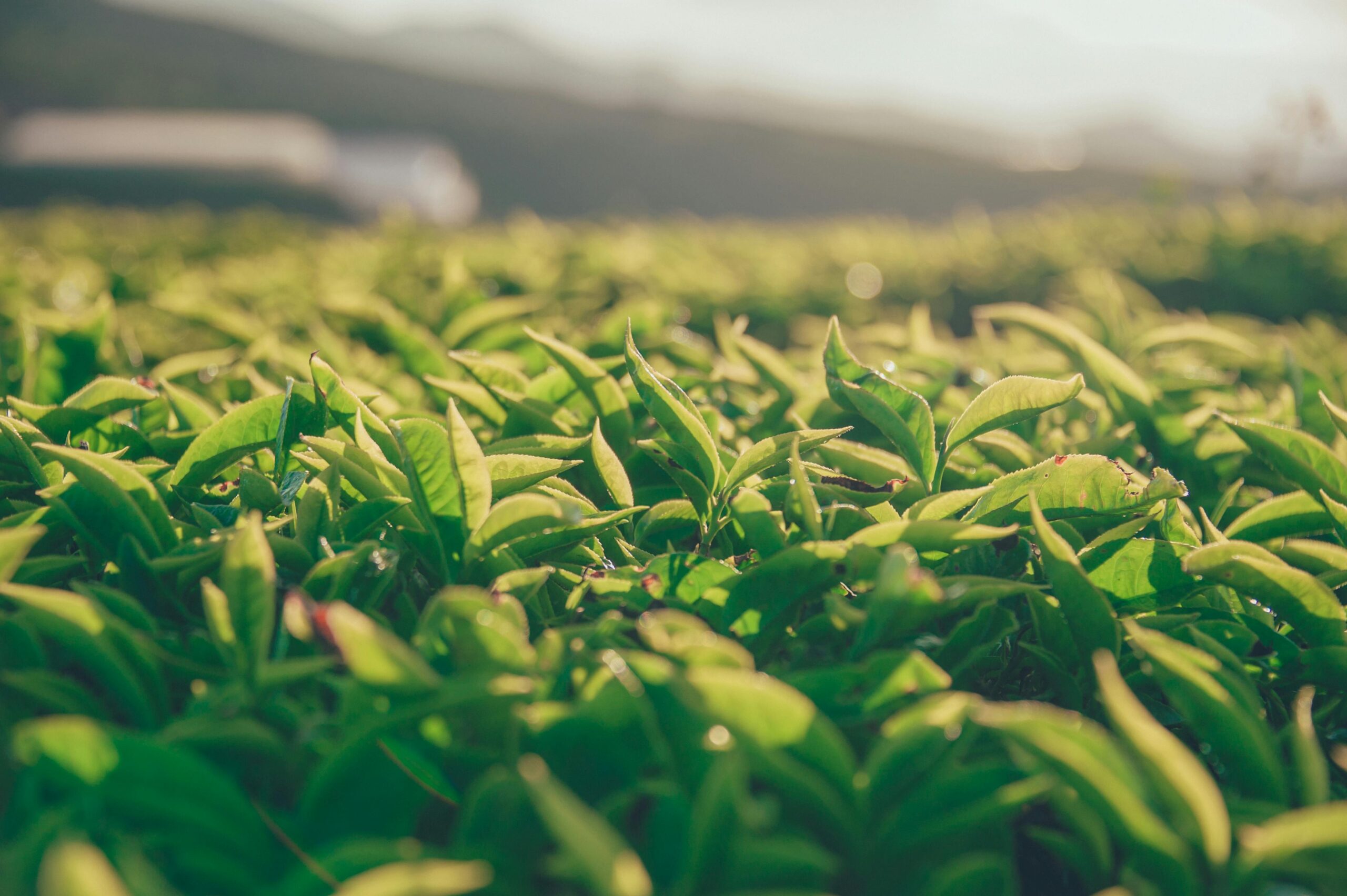Rosyth Tea Making The Estate – Rosyth Tea