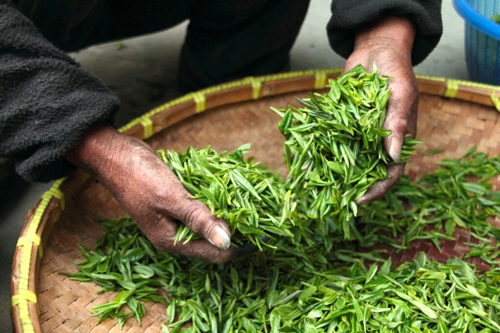 Tea Making Process