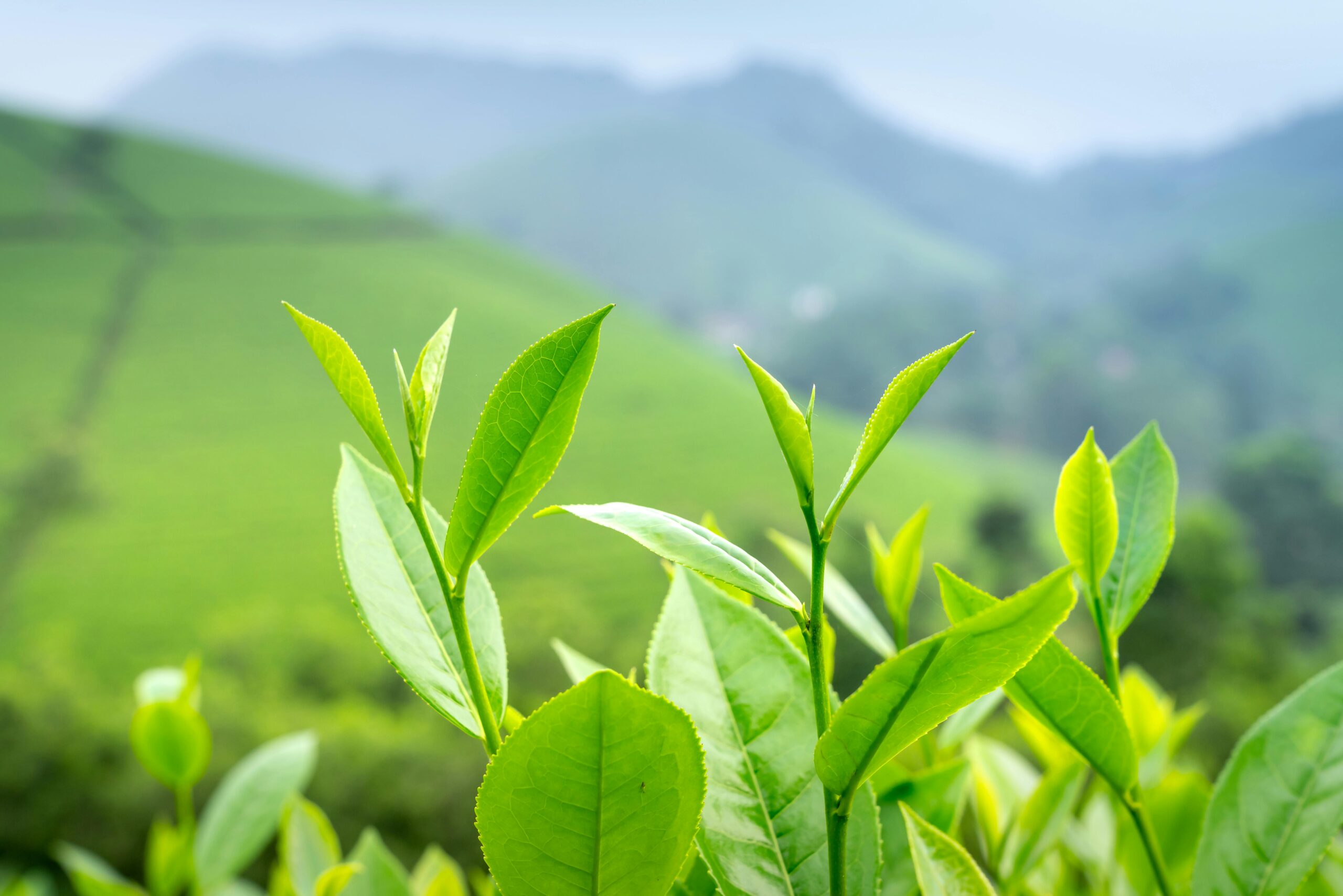 Rosyth Tea Making Our Teas – Rosyth Tea