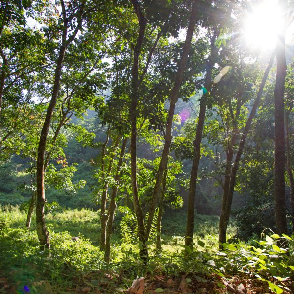 Rosyth Estate Nature