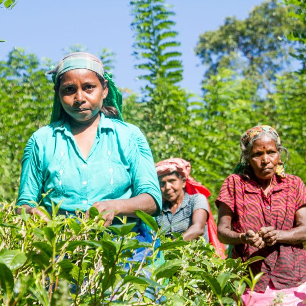 Rosyth Tea Community